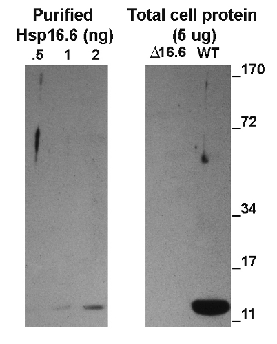 Western blot using anti-Hsp16.6 antibodies